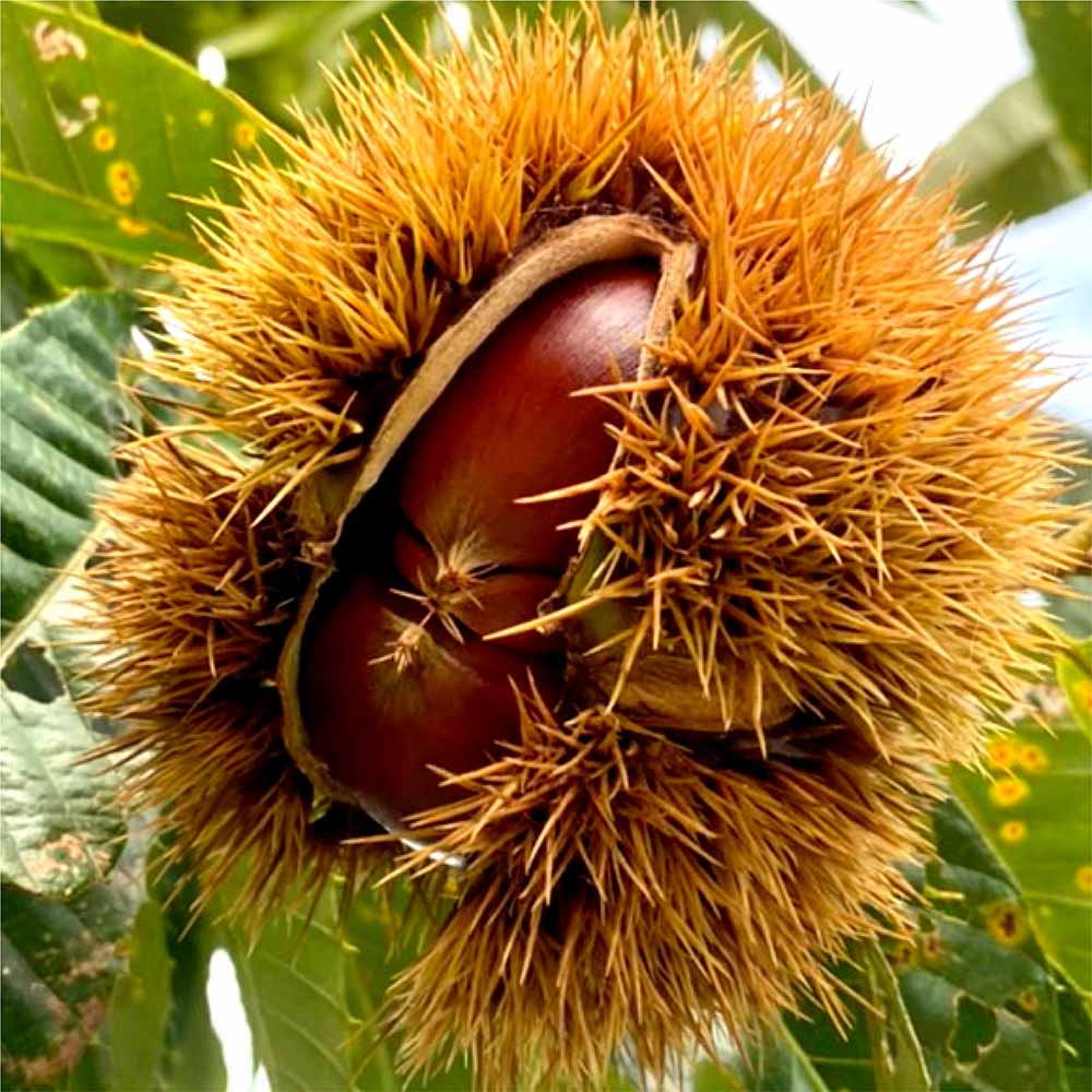 【まるごと入った】一粒栗かりんとうまんじゅう 8個入