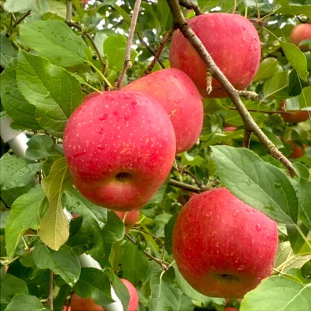 【秋限定】 りんごどら焼き（5個入）