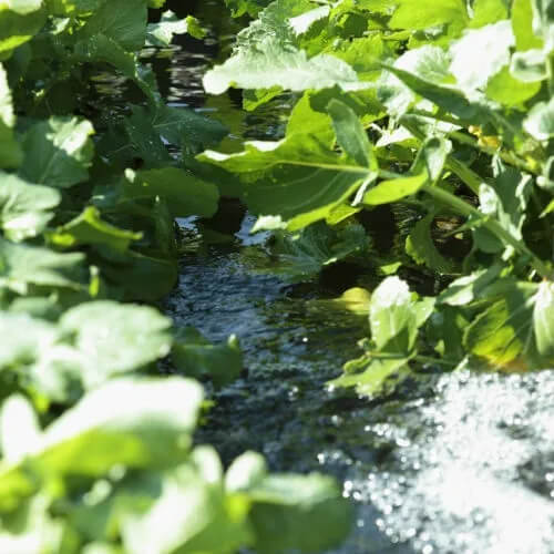 【予約品】御殿場特産 水かけ菜（季節限定品） 200g