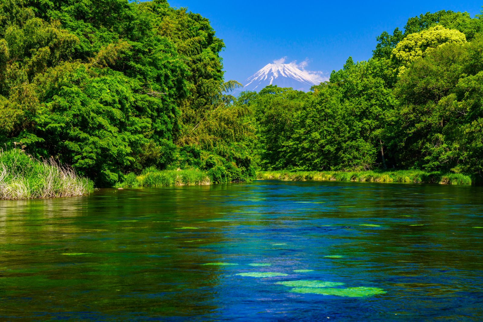 牧野酒造　清酒 富士山 布袋入 300ml