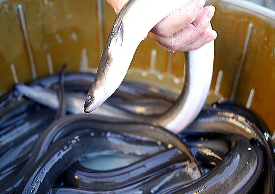 【炭焼鰻かん吉】神のタレ（120ml）