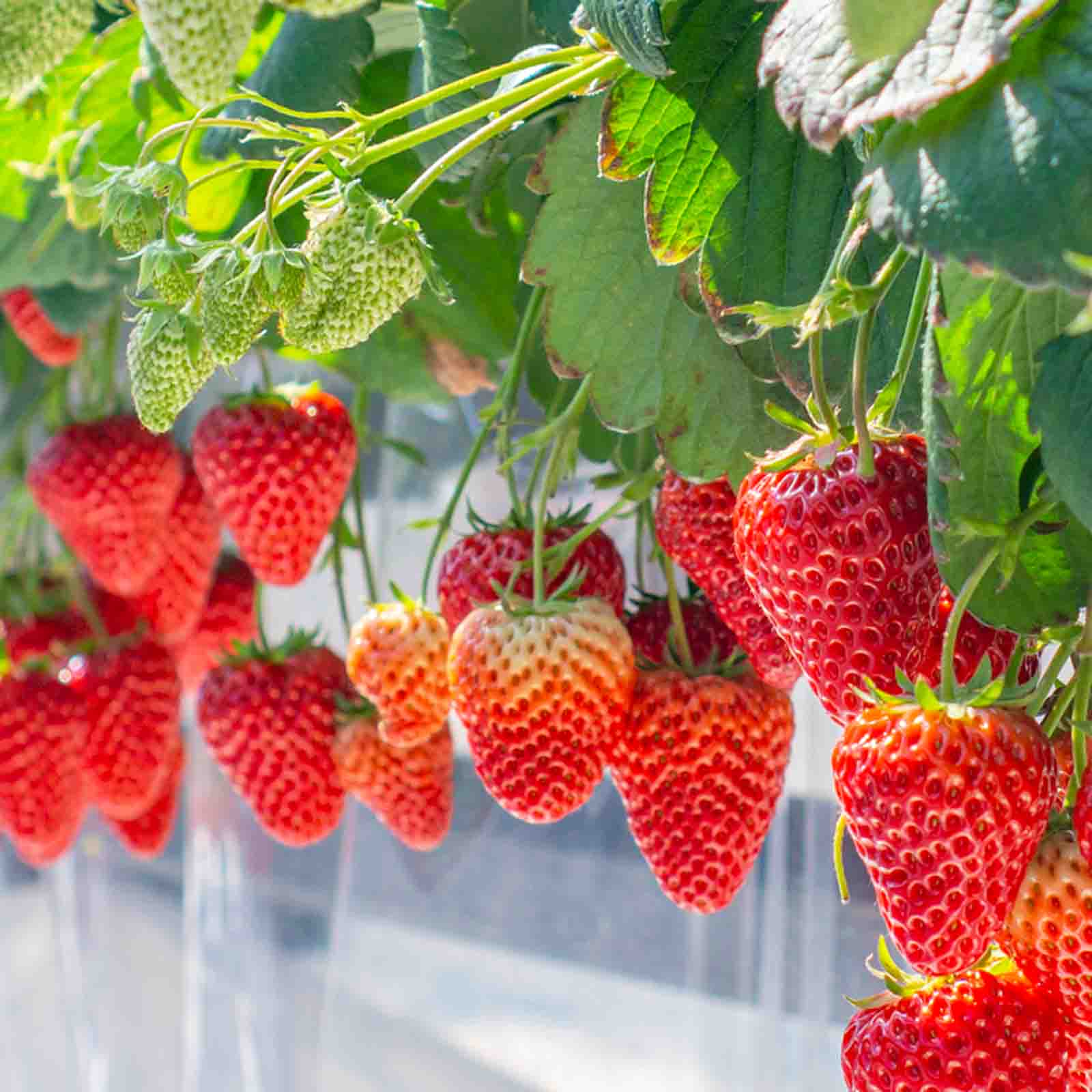 伊豆フェルメンテ 静岡県産いちごジャム 180g