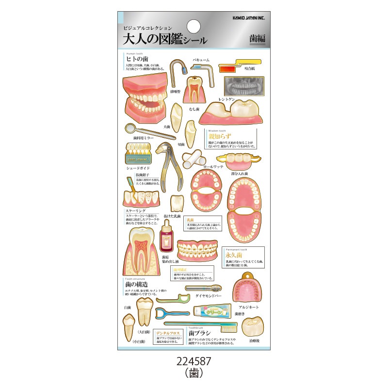 大人の図鑑シール/歯 | 商品カテゴリーから探す,ステーショナリー