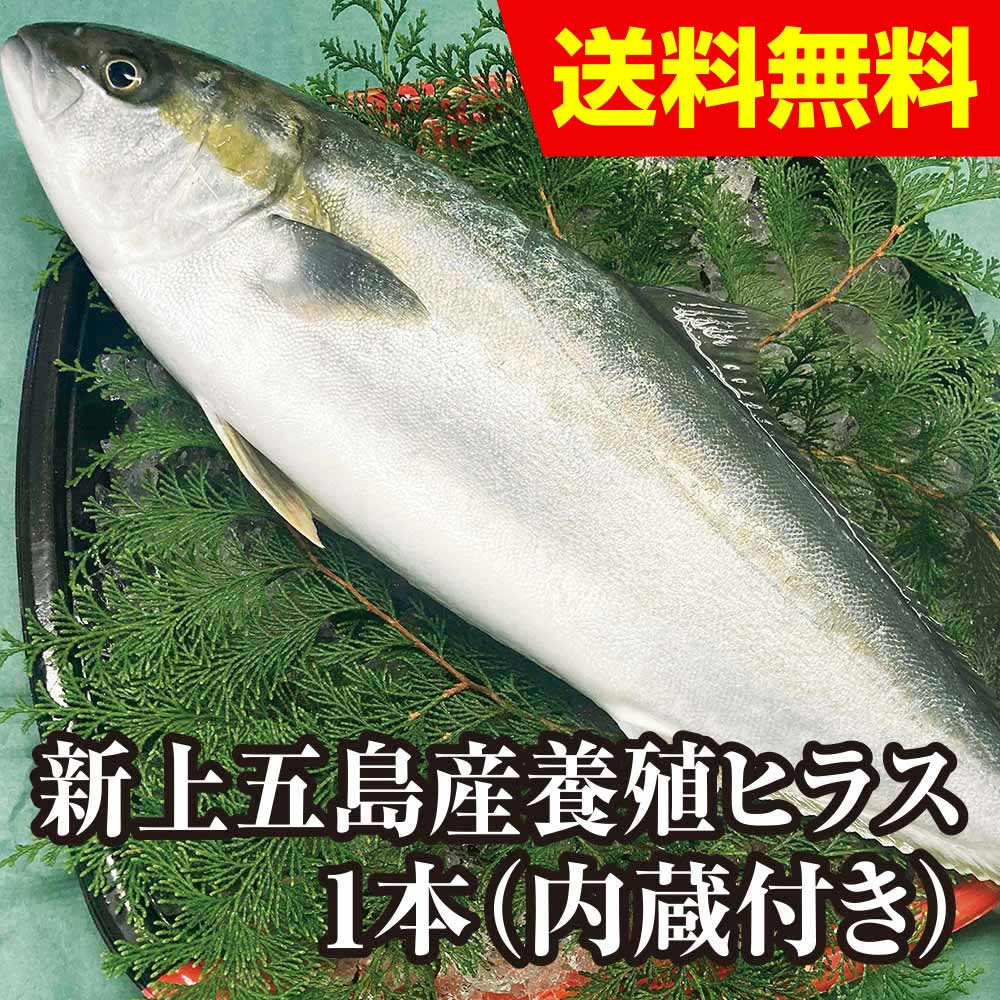 新上五島町産養殖ヒラス（ヒラマサ）［1本内臓付］ | 魚介類
