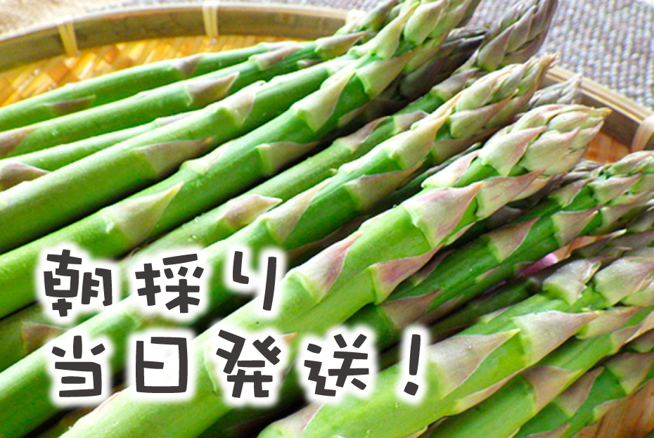 �̳�ƻ��ι�Į�� ī�Τ�����ȯ�� ��Ǫ����βƥ����ѥ顡2L�ʾ��800g��