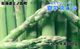 �̳�ƻ��ι�Į�� ��ʡ�ڱ��ī�Τ�ƥ����ѥ顡2L��800g��