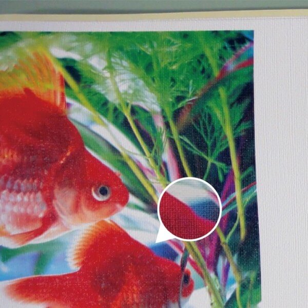 ꥸʥɻץ(1m)ñŽäդɻ