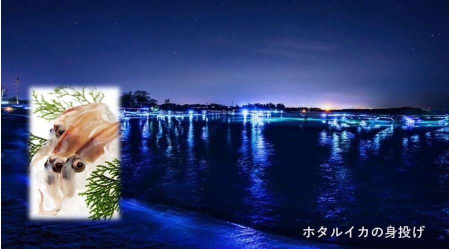 ほたるいか醤油漬わさび風味100ｇ(HW-P)