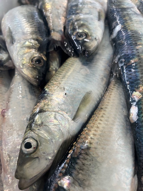 北海道産にしん刺身(2柵入り)3D凍結