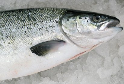 北海道産さくら鱒生フィーレ半身5特大(450g)