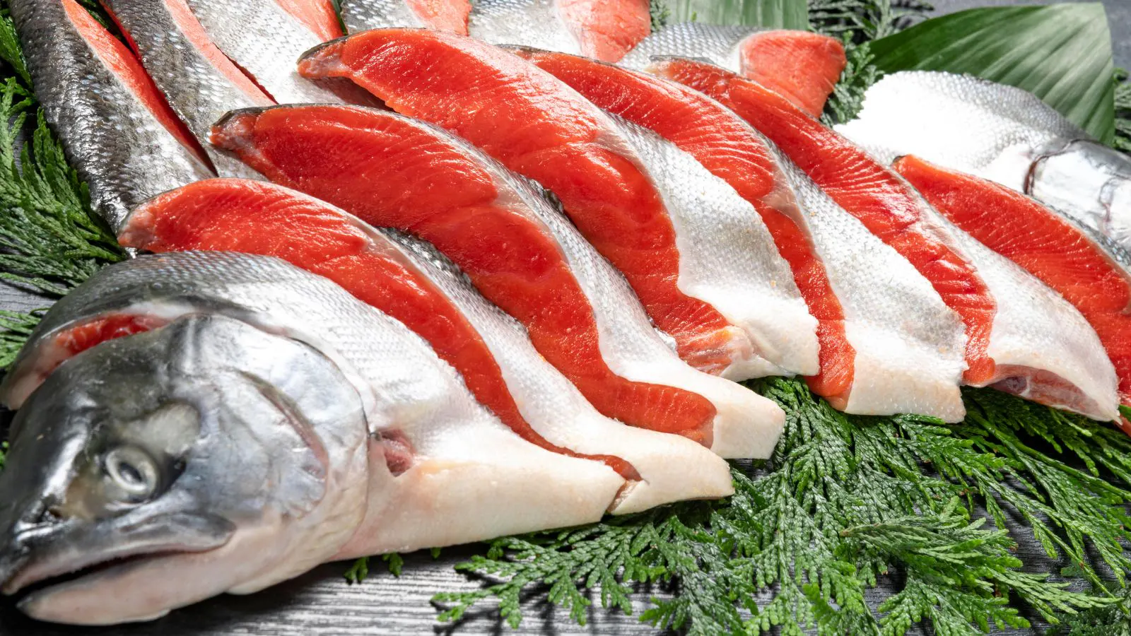 天然紅鮭(半身フィーレ)