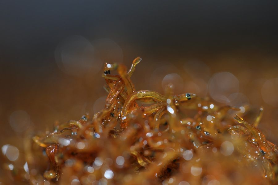 北海道日本海産　生たきしらす佃煮　160g(80g×2)