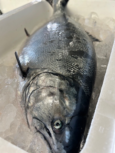 北海道産　吟桜鱒とば　100g　特価！