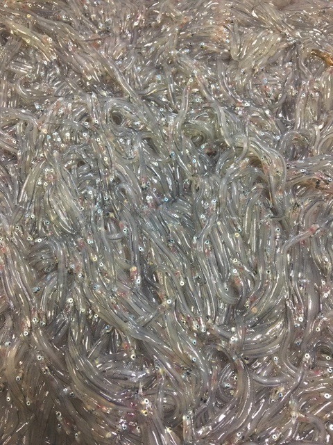 北海道寿都産 ・くるみ入り 生炊きしらす佃煮 320g(80gx4)