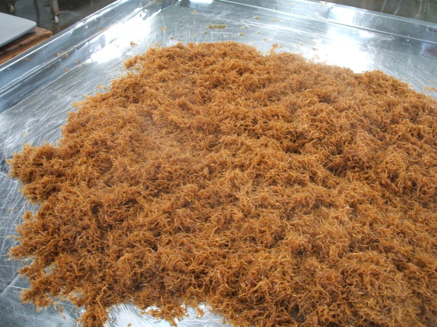 北海道寿都産 ・くるみ入り 生炊きしらす佃煮 320g(80gx4)