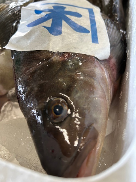 北海道島牧産 根ぼっけ開き中1枚 250~300g