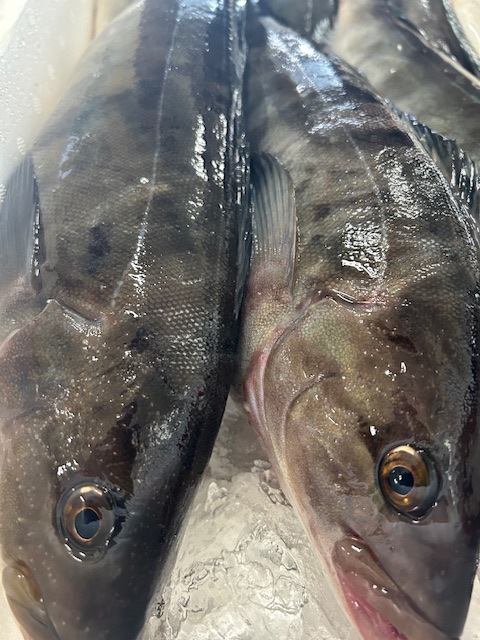 北海道島牧産 根ぼっけ開き中1枚 250~300g