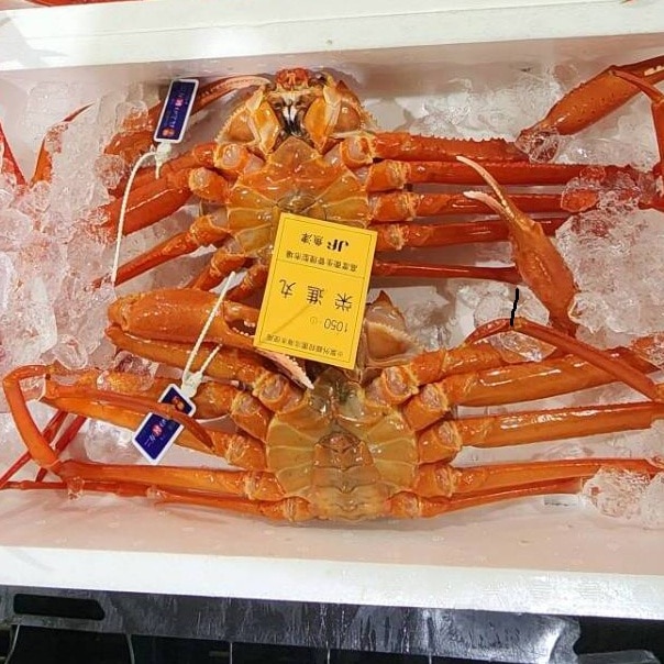 高志の紅ガニ（富山県産）タグ付き 2杯セット（約800g＋約900g）