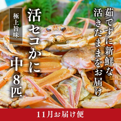 [11月お届け]活セコかに[8匹]（冷蔵）