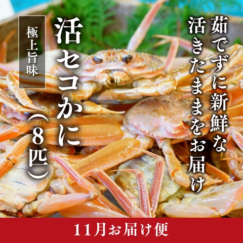 [11月お届け]活セコかに[8匹]（冷蔵）