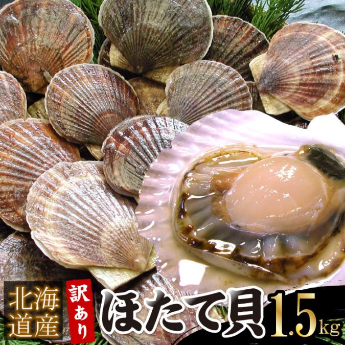 殻付き 北海道産 ホタテ 帆立 ほたて貝 合計1.5kg（無選別） 訳あり ギフト お歳暮 お中元 北海道産 海鮮バーベキュー（BBQ）にオススメ♪ 送料無料（沖縄宛は別途送料を加算）