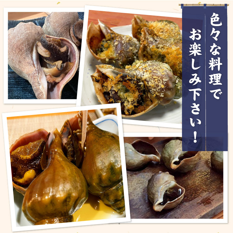 「北海道産」つぶ貝 青つぶ 殻付き 1kg （下処理・下茹で済） ボイル 冷凍 ツブ 海鮮 BBQ バーベキュー 浜焼き 殻焼き 食材 送料無料（沖縄宛は別途送料を加算）