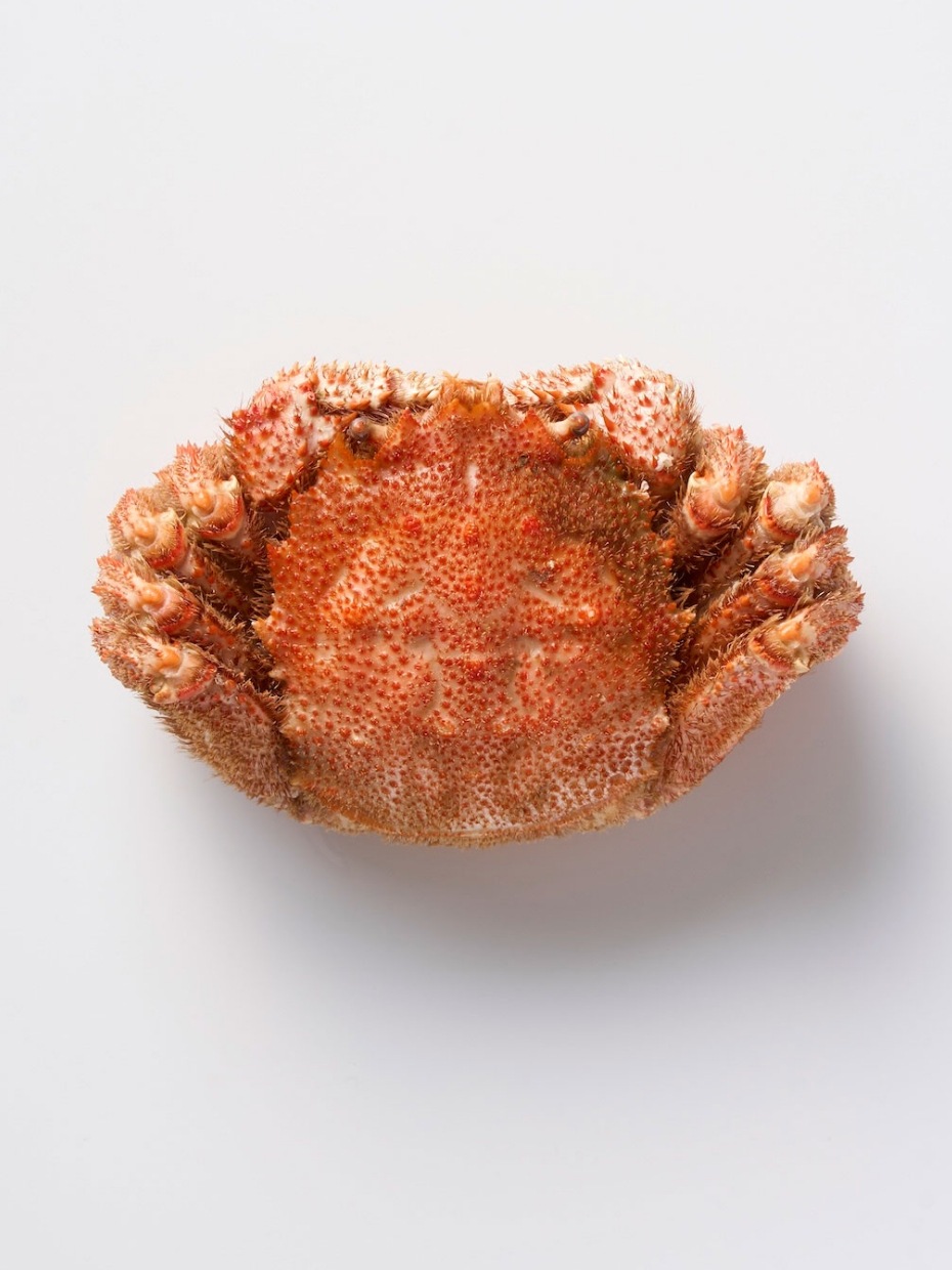 北海道産 特大ボイル毛がに1kg ※Kani-to特製かに酢付き