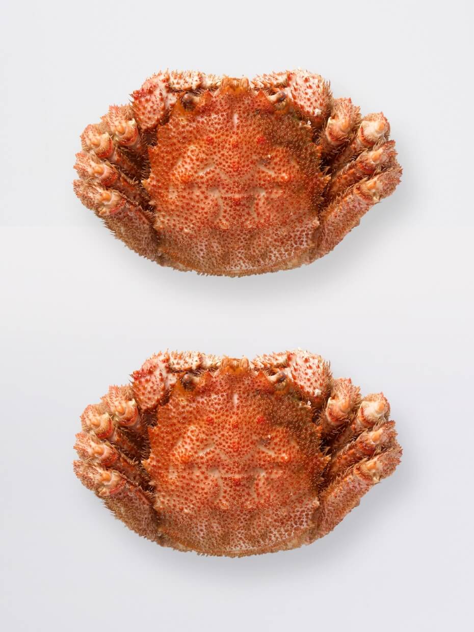 北海道産 特大ボイル毛がに 1kg×2尾セット ※Kani-to特製かに酢付き