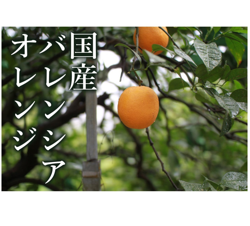 鹿児島産温室みかん[2.4kg]｜水・焼酎の財宝オンラインショップ