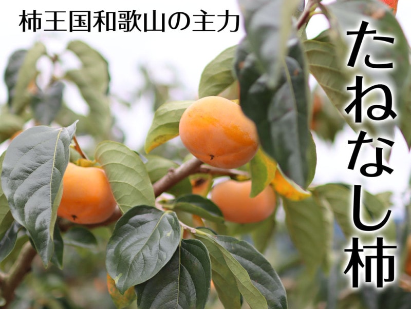 青い桃 12キロ 青い桃 12キロ 若桃.青桃【4㎏】 | 果物/もも 産直アウル