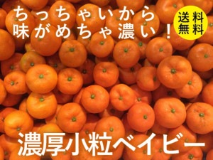 ※SP※　濃厚小粒ベイビーみかん（送料無料！）和歌山県産農家直送！