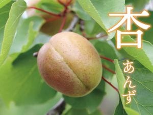 超レアな桃CX（シーエックス）。超熟の高糖度桃CX！