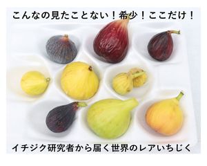 イチジク研究者から届く世界の珍種希少いちじく（無農薬：送料無料）