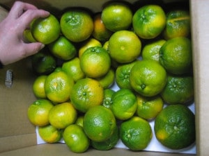 酸っぱいみかん（送料無料！）青いみかん|みかん