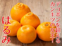 観音山はるみ（デコ柑の兄弟：A 級、Ｂ級）送料無料！4-8月はｸｰﾙ便