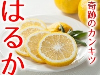 観音山はるか(遥か:A級品)-4-9月はクール便+200円