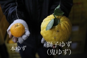 獅子ゆず(鬼ゆず)邪気を払う(送料無料!)