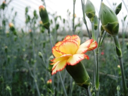 駒井さんの紀ノ川カーネーション