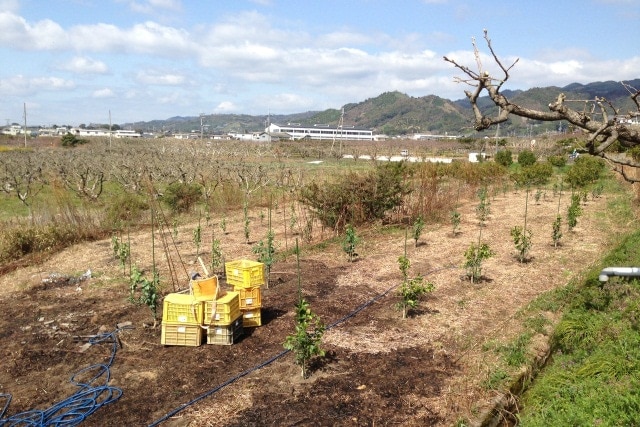 和歌山県耕作放棄地解消プロジェクト(フルーツ頒布会)(送料無料)