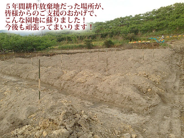 和歌山県耕作放棄地解消プロジェクト(フルーツ頒布会)(送料無料)