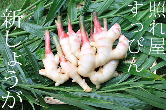 和歌山産　ピンク新しょうが（送料無料）