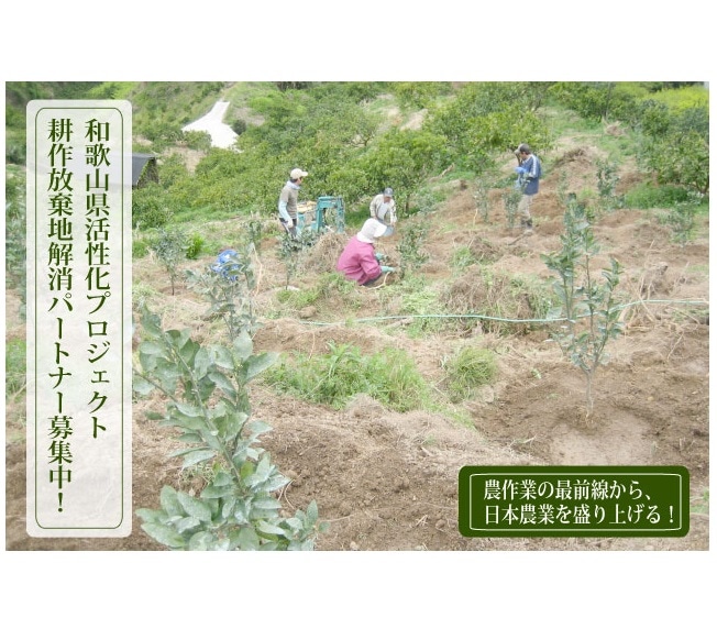 和歌山県耕作放棄地解消プロジェクト(フルーツ頒布会)(送料無料)