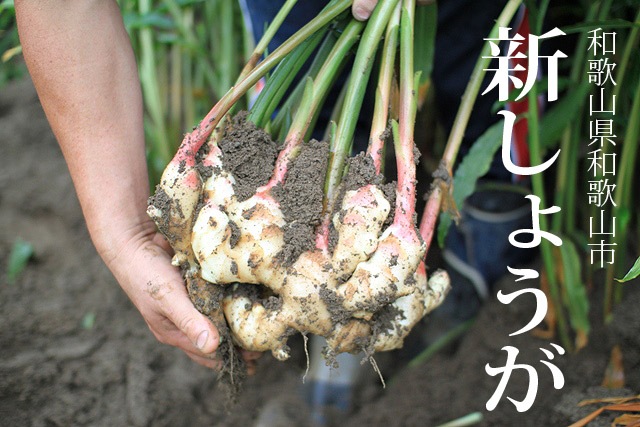 和歌山産　ピンク新しょうが（送料無料）