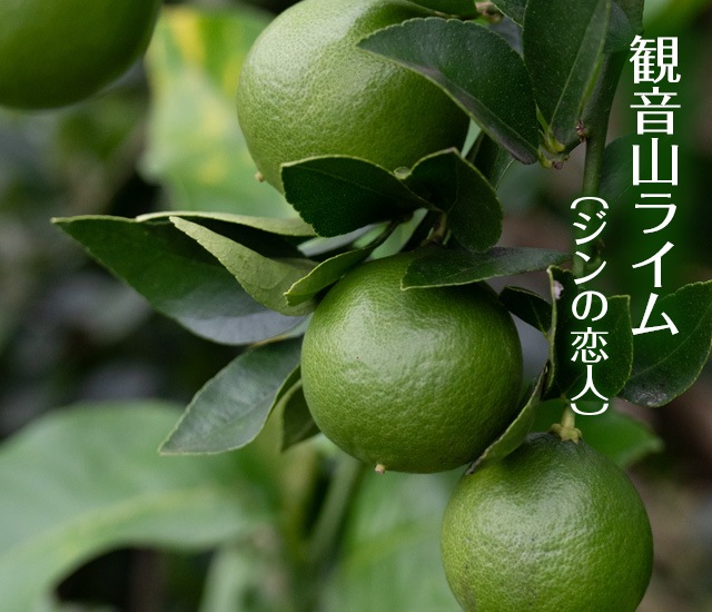 観音山ライム(ジンの恋人)送料無料!