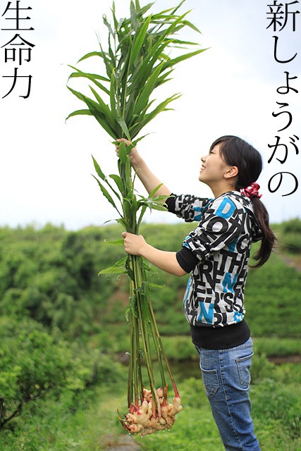 和歌山産　ピンク新しょうが（送料無料）