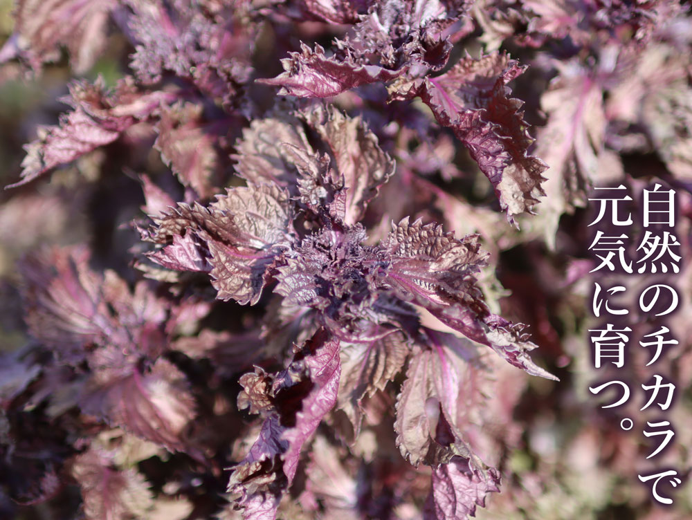 無農薬栽培の紫蘇(しそ)和歌山県産(送料無料)