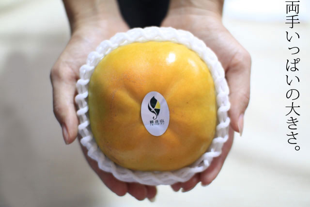 太秋柿（ギフト向き：プリンセスプリンセス）送料無料