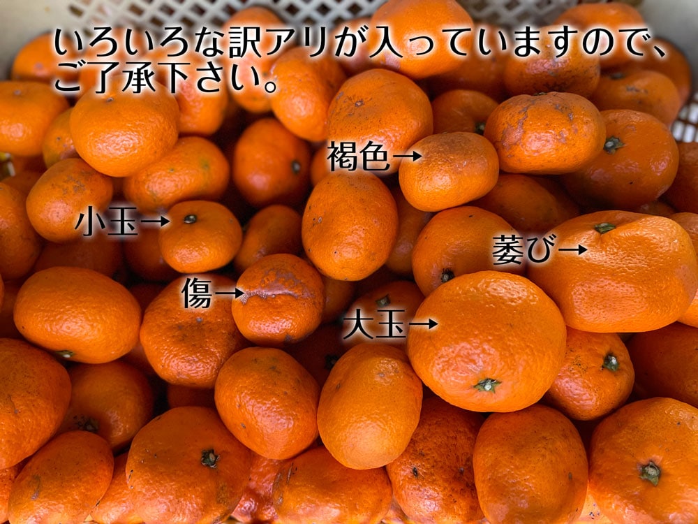 27日〜30日発送お休み○みかんページ 27日〜30日発送お休み○みかん様専用ページ