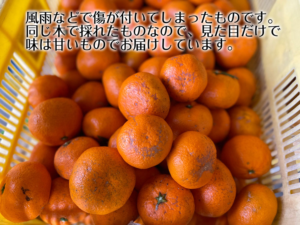 傷あり訳ありみかんB級品 1kg~10kg(送料無料)