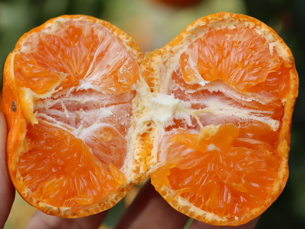 【フルーツギフト】１番人気！とろコクみかん（甘姫小町）送料無料！　2kg～5kg